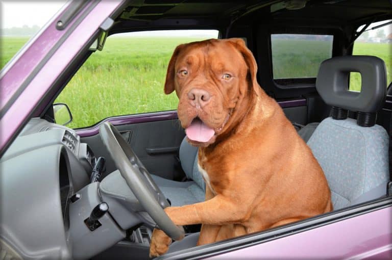 Comment transporter son chien en voiture en toute sécurité ?